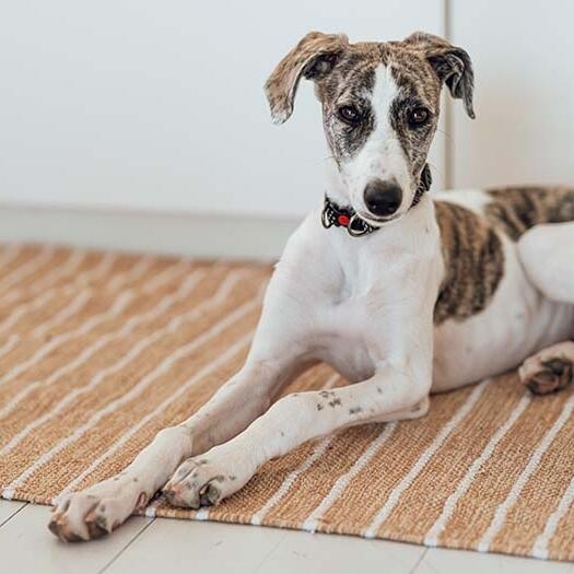 How Often Should You Feed A Lurcher